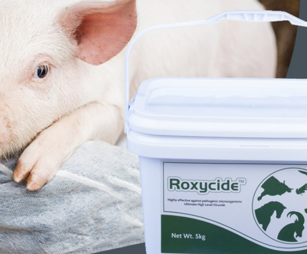 Metody dezynfekcji stodołów świń