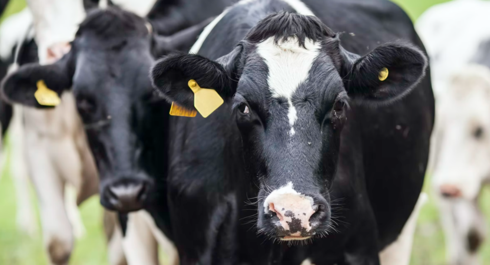 Cechy środka dezynfekującego do szopy bydła