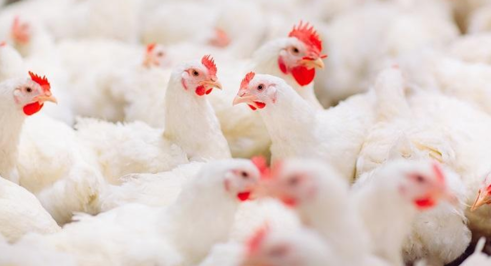 Porady dotyczące stosowania środka dezynfekującego kurczaka