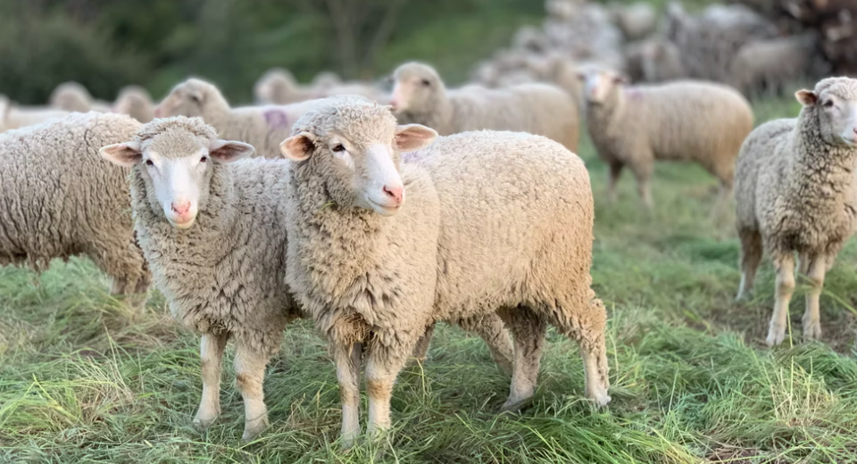Wskazówki dotyczące stosowania środka dezynfekującego owce